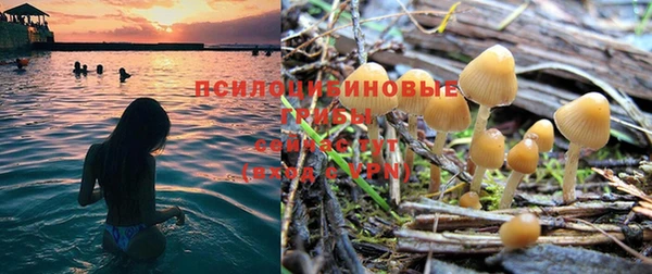 шишки Арсеньев