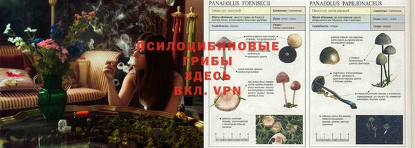 шишки Арсеньев
